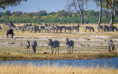 Zebras headed for the water