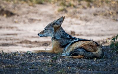 Jackal resting in the late morning shade
