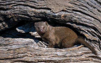 Dwarf mongoose in his cubbyhole