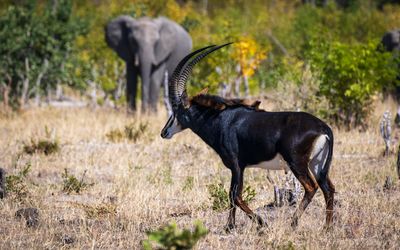 Sable antelope and elephant