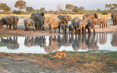 Katy catches a baboon in front of the elephants.
