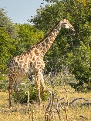 Katy's giraffe