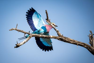 Roller taking off