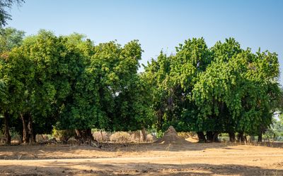 Mahogany trees that have been leveled on the underside by impalas