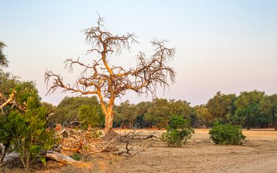 The landscape at Mana Pools park