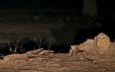 Our only leopard sighting. Pitch dark with headlights from two cars shining on him. The baboons are his interest.