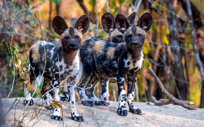 Pups on the hill at the back of the den.