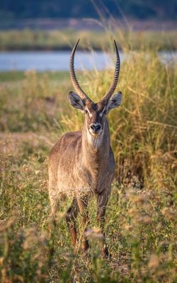 Waterbuck keeping an eye on us