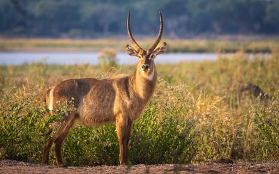 Waterbuck