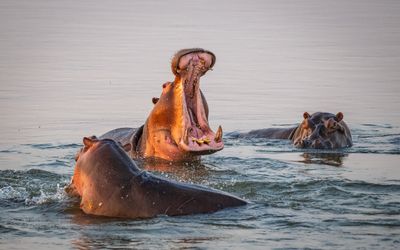 Hippos at the pools during our sunsetter.