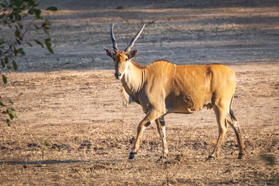 Eland