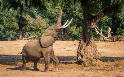 Happy elephant doing lunch
