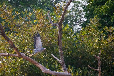 A harrier-hawk takes flight