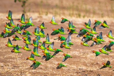 A flock of Lilian's lovebirds