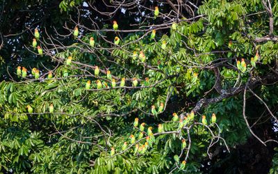 Orange heads in a green tree