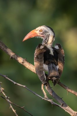 Red-billed hornbill