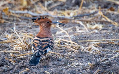 African hoopoe