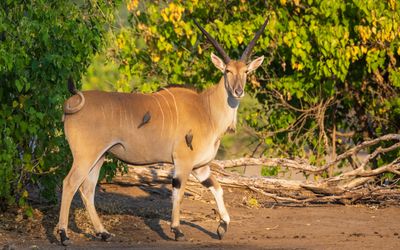An eland with red-billed oxpeckers doing her coif