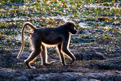 Baboon at a mana pool
