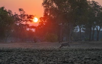 A sundowner with a waterbuck scurrying off