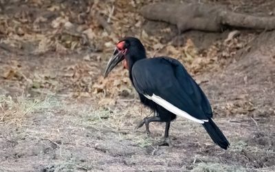 Ground hornbill