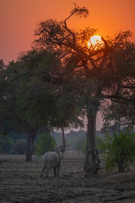 Sunrise breakfast for an ellie.