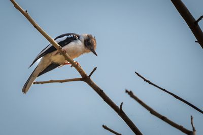 Helmetshrike