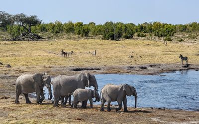 Somalisa Camp, Hwange National Park, Zimbabwe