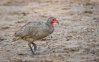 Swainson's spurfowl