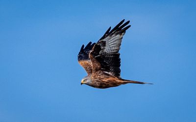 Red kite.  There is a bird sanctuary along the northern Elbe.
