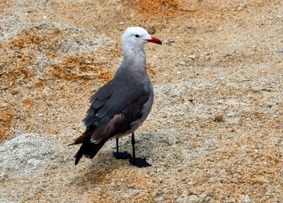 Heermann's Gull, Monterey