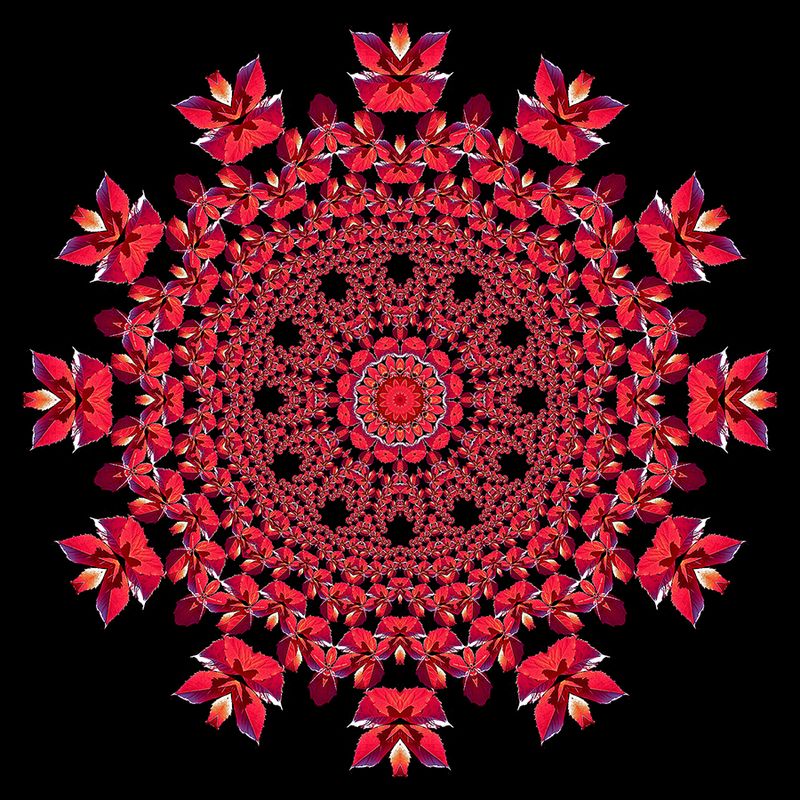 Evolved kaleidoscopic picture created with a leaf seen in October