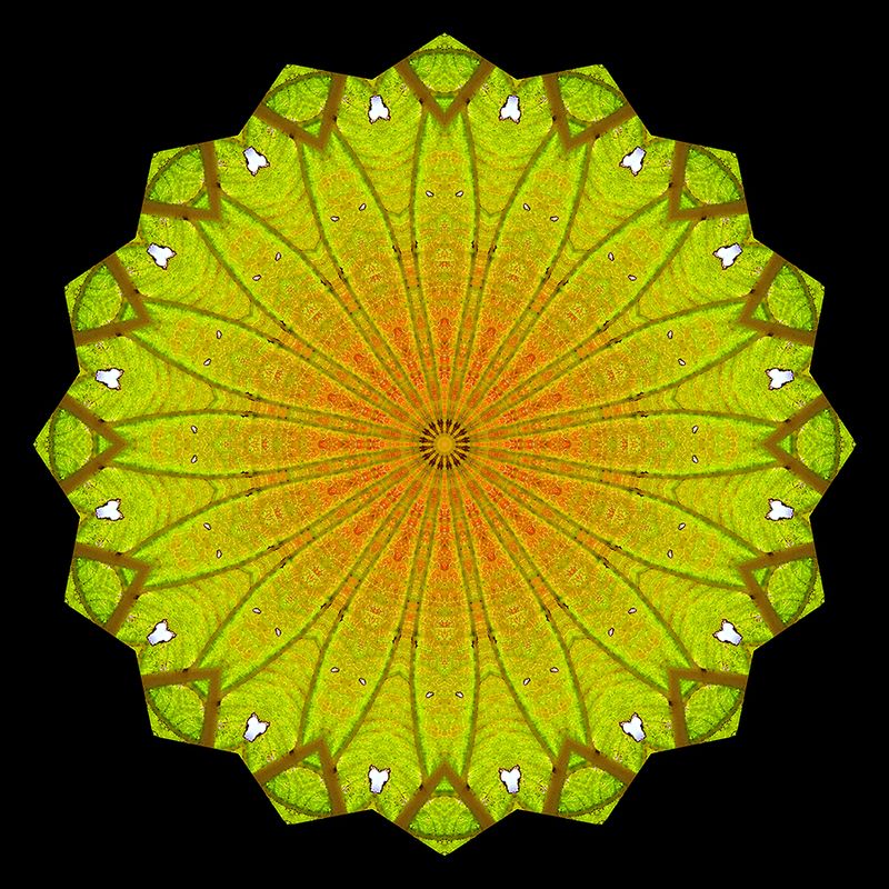 Kaleidoscopic picture created with an autumn leaf seen in November
