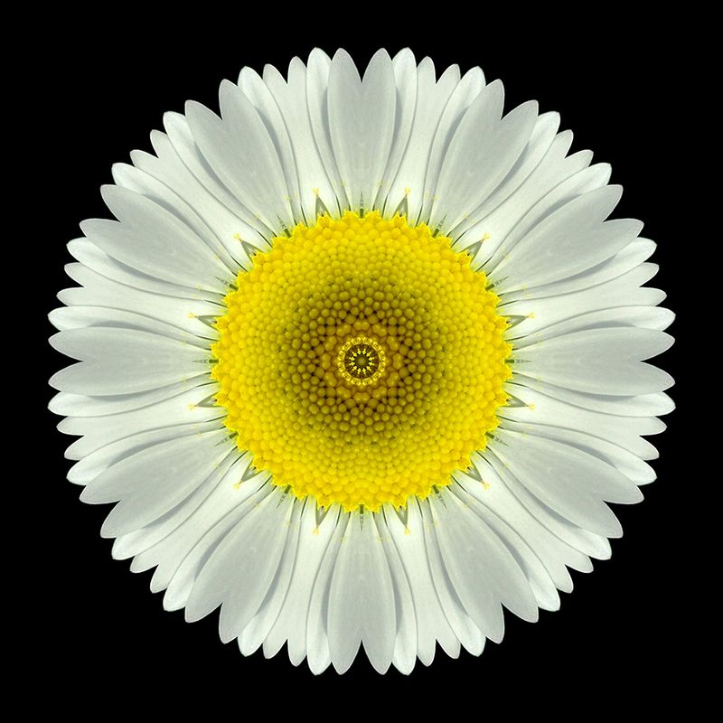 Kaleidoscopic picture created with a widflower seen in March