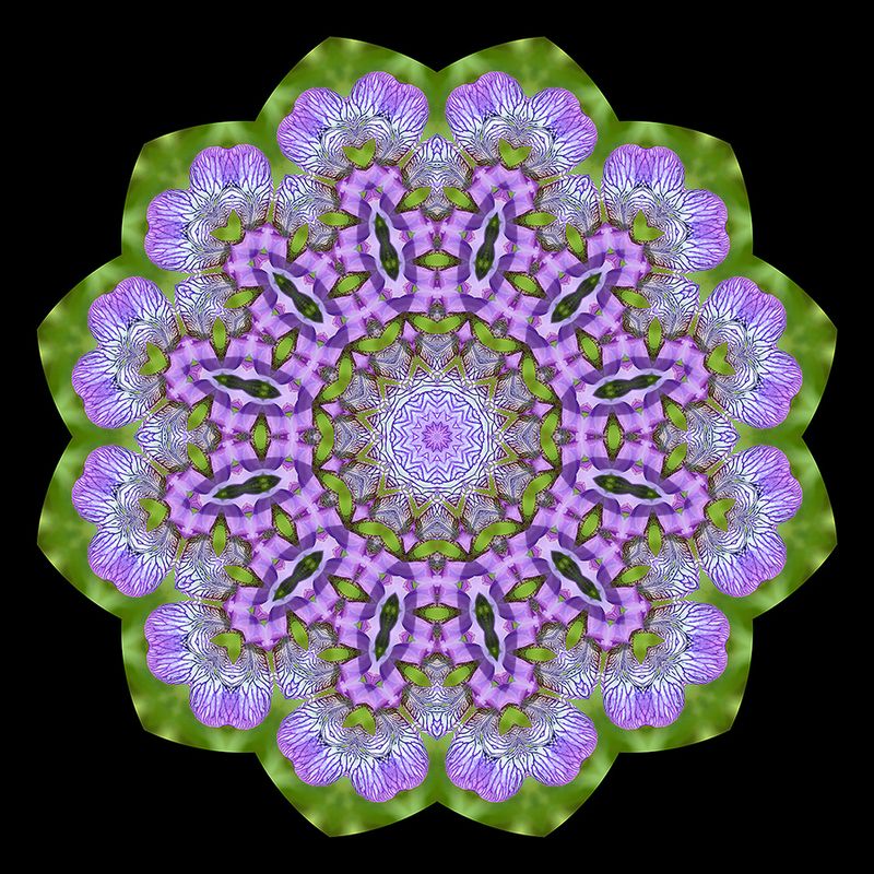 Evolved kaleidoscope created with a wild Iris Sibirica