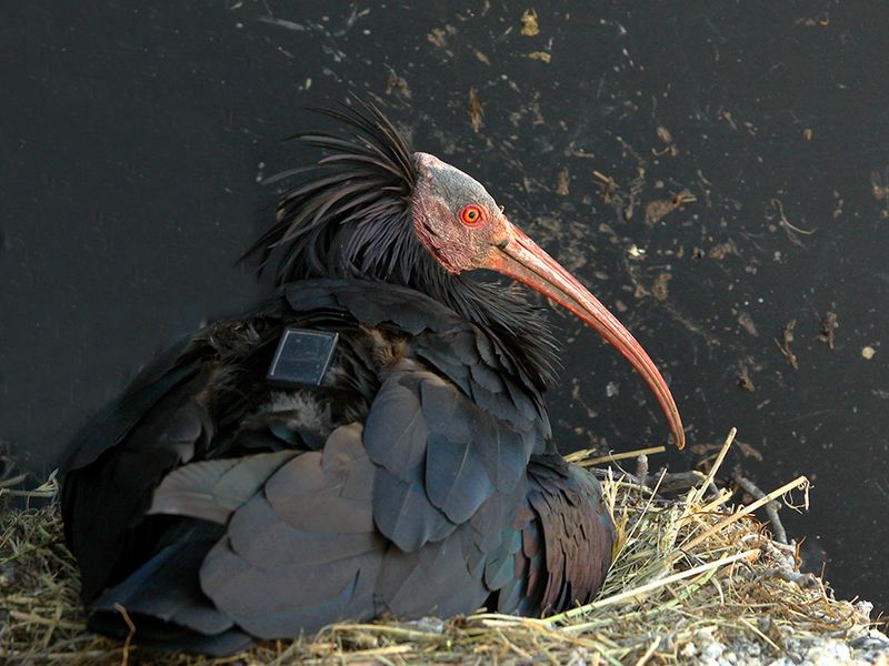 Northern Bald Ibis