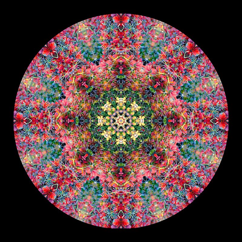 Kaleidoscopic picture created with autumn bush photography