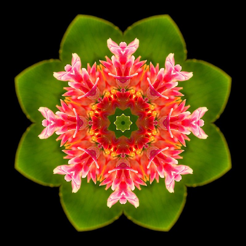 Kaleidoscopic picture created with a wildflower seen in September