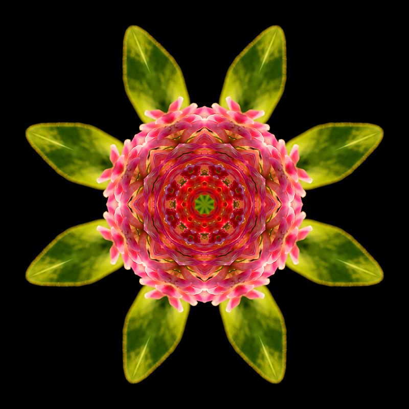 Kaleidoscopic picture created with a wildflower seen in September