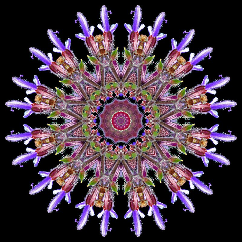 Kaleidoscopic creation with a wild salvia flower