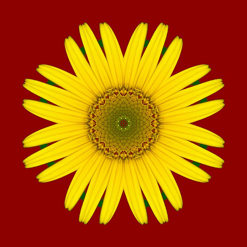 Kaleidoscopic picture created with a wildflower 28th May