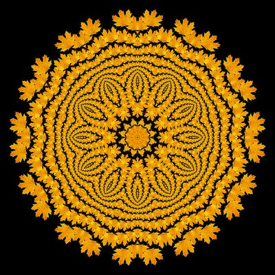 Evolved kaleidoscopic picture created with a maple leaf seen in November