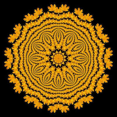 Evolved kaleidoscopic picture created with a maple leaf seen in November