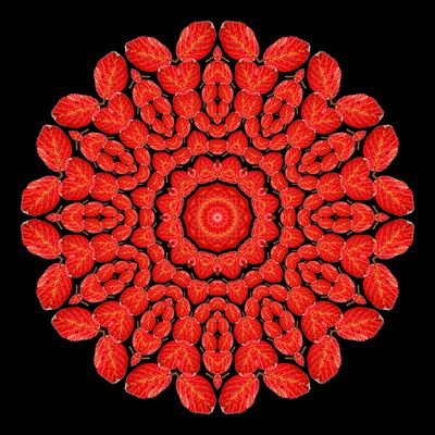 Evolved kaleidoscopic picture created with an autumn leaf
