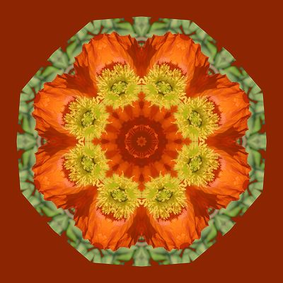 Kaleidoscopic picture created with a flower seen in a park in January
