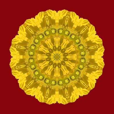 Kaleidoscopic picture created with a flower seen in a park in January