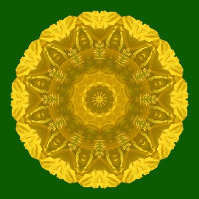 Kaleidoscopic picture created with a flower seen in a park in January