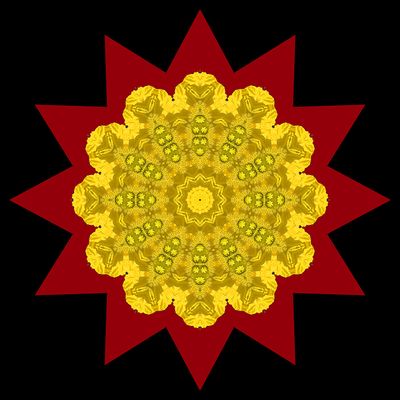 Evolved kaleidoscopic picture created with a flower seen in a park in January