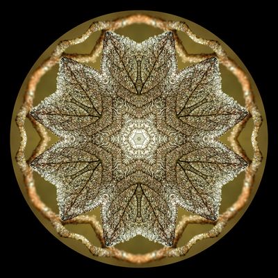 Kaleidoscopic picture created with frost-covered leaf seen 15th February