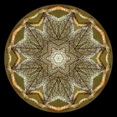 Kaleidoscopic picture created with frost-covered leaf seen 15th February